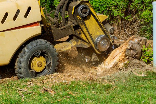 Best Tree Mulching  in Kenbridge, VA